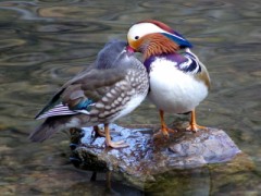 いちゃいちゃおしどり