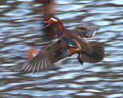 今日もおしどり