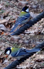 アラフォーな鳥