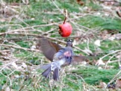 食べるのに一生懸命な鳥