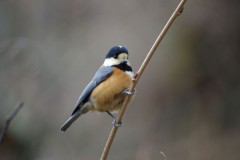 何か御用ですか？？