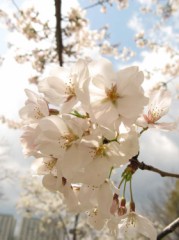 とり急ぎ花見に行きました…