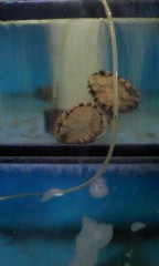 災害時のお客さん