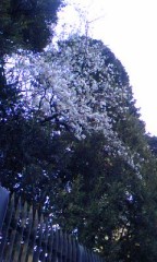 東北のお酒でお花見しよう