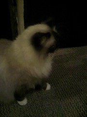 お寿司と猫カフェとＨカップの女の子♪