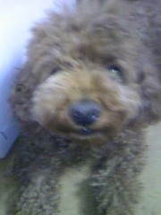 好きな匂いの女性