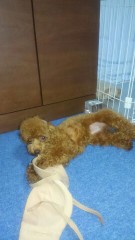 ラブラブミュージアム