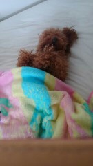 決算が終わった感じかな