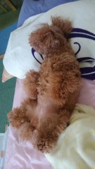 一緒に寝てみたい動物