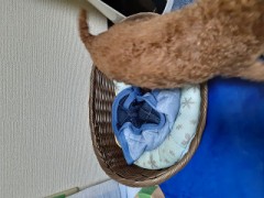 既婚者専用マッチングアプリ