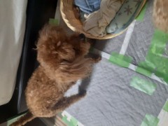 話せるなら何語がいい？