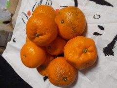 不細工な子たち