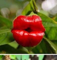 納豆であっちもこっちも元気