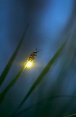 真夏の夜の夢は消えて