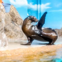 対戦後のニオイ