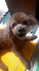 最愛の男が、逝った