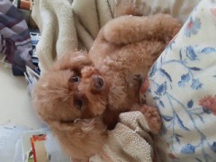 ヤモメになったコハル