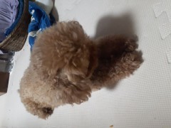 コハルの腰の振り初め