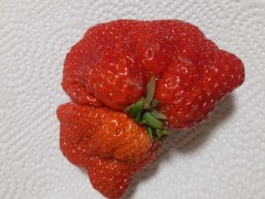 アンタを産んだ覚えはない！
