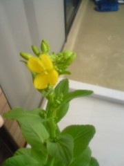 お嬢様の新婚初夜