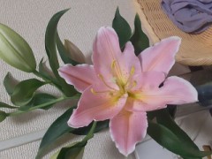 真夏の夜の夢は、カレー