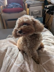 ナンバーワンデリ嬢