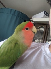 【お題日記】アルコール消毒今もやってる？