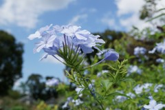家庭菜園... 興味はあります。