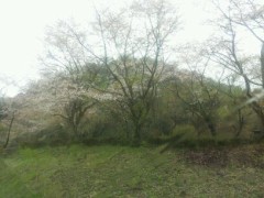 車の中からの桜