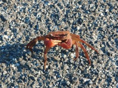 今日のお題は該当なしなので