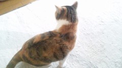 トラちゃんとの遊び方その２