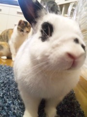 トラちゃんのお友達