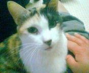 里親を探しています。