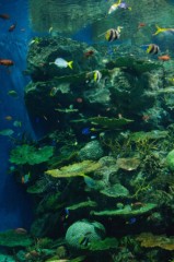 カラフル水族館！
