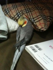 ニックネームの由来