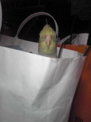 我が家の暴君①