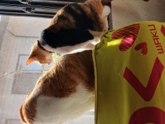 我が家の猫?ちゃん達