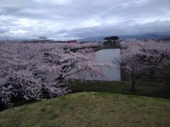五稜郭公園の桜