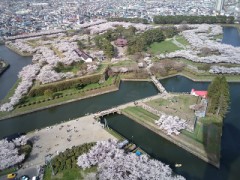 五稜郭公園の桜満開