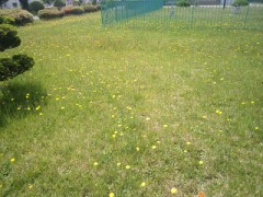 ブタナ（タンポポモドキ）