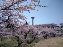 五稜郭公園の桜