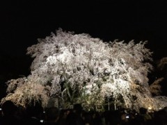 六義園のしだれ桜