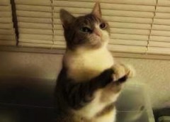 【お題日記】猫は好きですか？