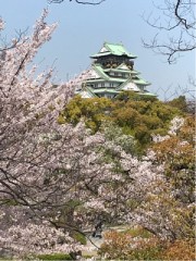 まだ間に合うお花見スポット