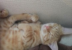 お題日記  あなたのストレス解消法