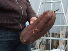 こんなにでっかい。。。