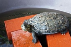 【お題日記】誰かに「お疲れさま」と言うとしたら？