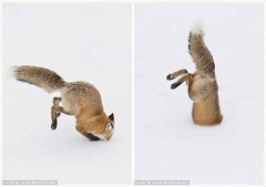 【お題日記】可愛すぎる動物