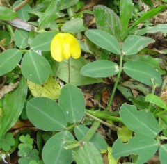 暑くなると食べたくなるものって？