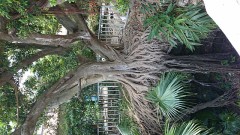 お盆休みはどう過ごしますか？